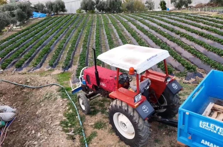 Mersin’de çilekte kış hasadı: Bahçede kilogramı 130 TL 