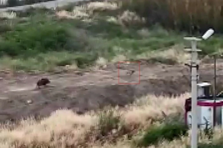 Mersin’de domuz sürüsü köpeği kovaladı: O anlar kamerada