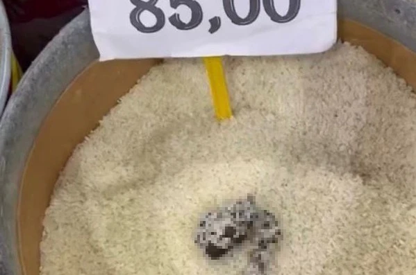 Mersin’de skandal görüntü: Pirinçten kedi dışkısı çıkan markete ceza 