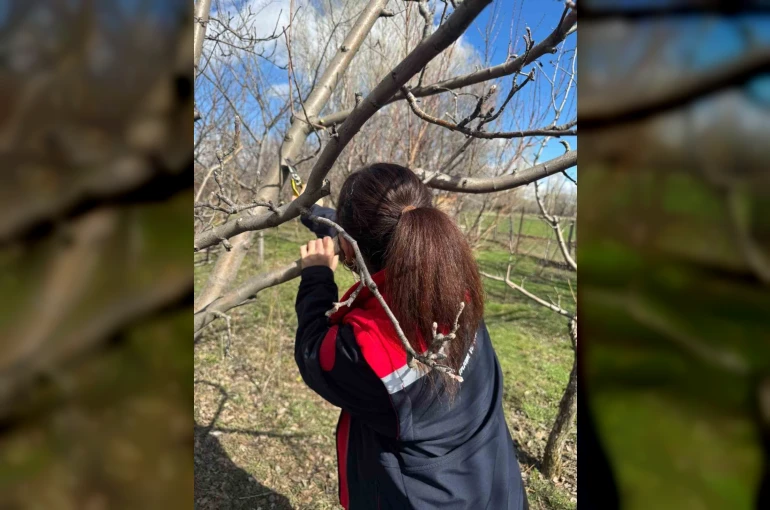 Meyve ağaçlarında budama çalışmaları devam ediyor 