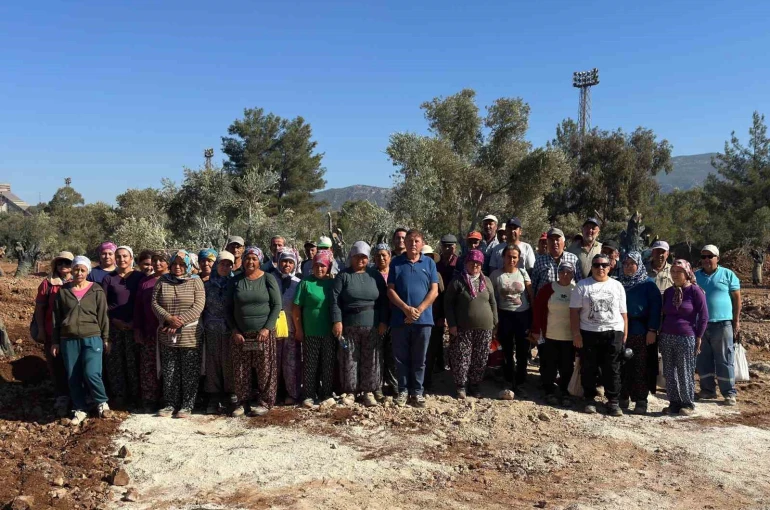 Milas’ta 151 zeytin ağacı doğal saksı yöntemiyle yeni yerlerine taşındı 