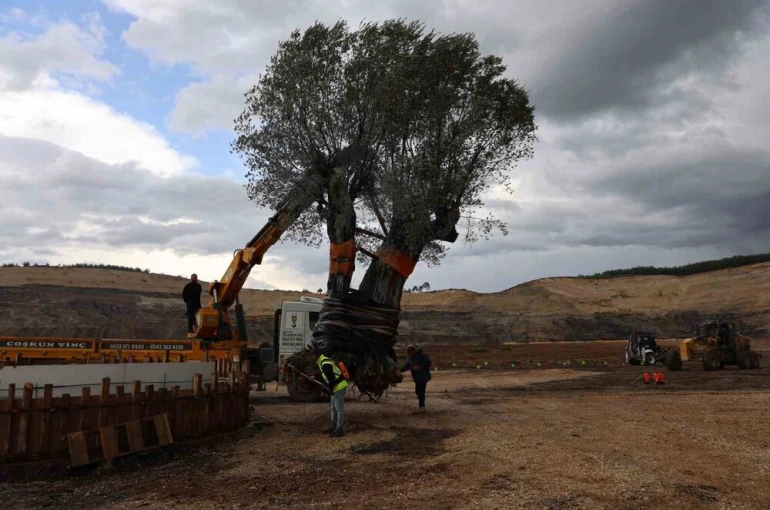 Milas’ta 3 asırlık zeytin ağacı yeni yerine törenle taşındı 