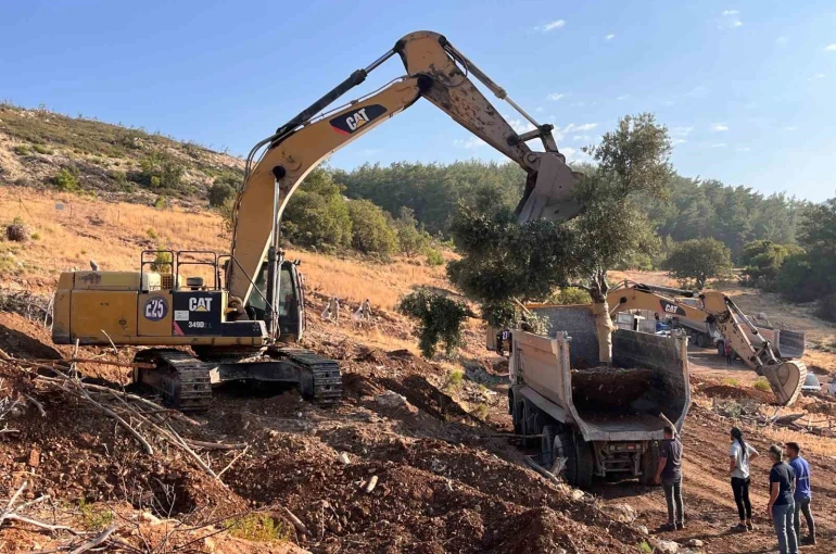 Milas’ta zeytin ağaçları taşınarak yaşatılıyor