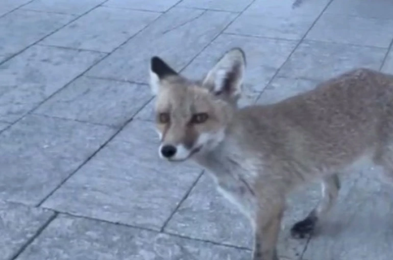 Milli Eğitim Müdürlüğü binasına giren tilki hayrete düşürdü 