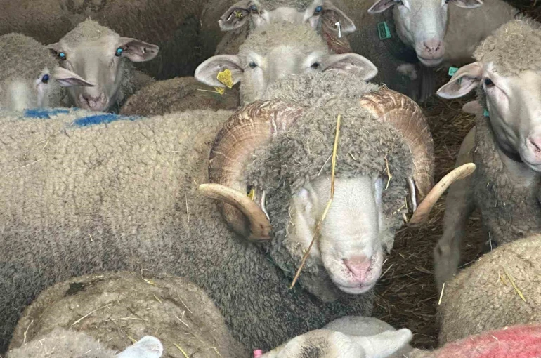 Milyonluk koçun kuzuları için bugünden sıraya girdiler