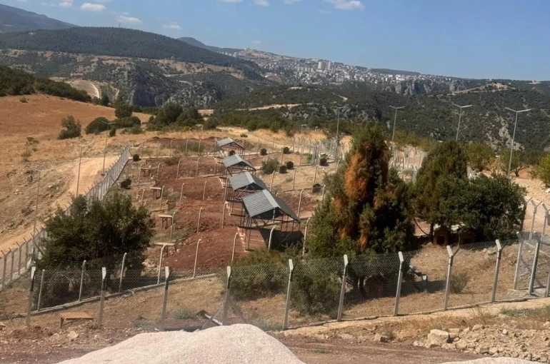 Milyonluk Sokak Hayvanları Doğal Yaşam Alanı ortada kaldı