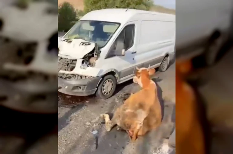 Minibüsün çarptığı inekler son anda kesildi