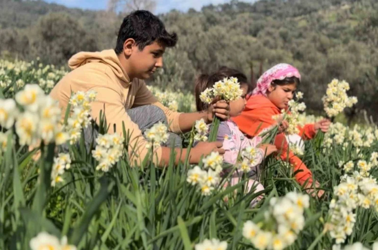 Mis kokulu nergis bilime de ilham kaynağı oluyor 