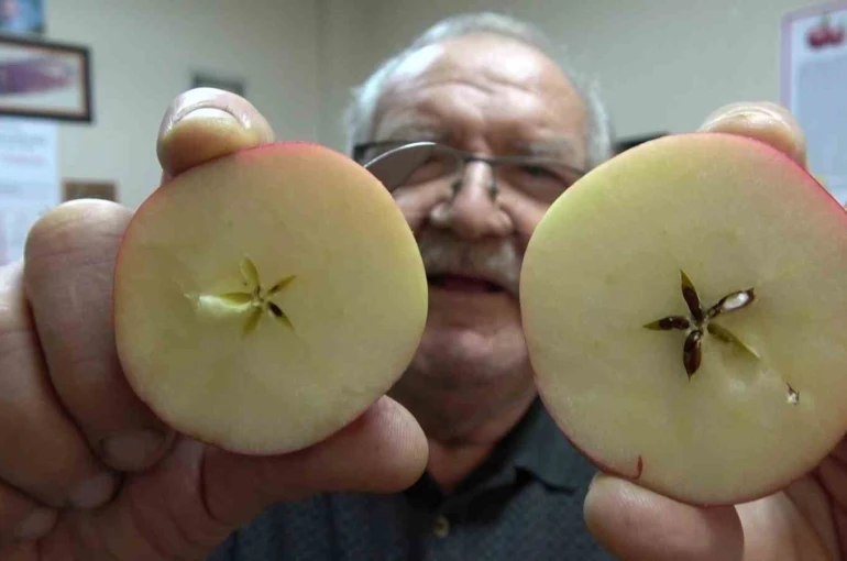 Misket elma yok satıyor: Taklitlerinden yıldız testiyle ayırt ediliyor 