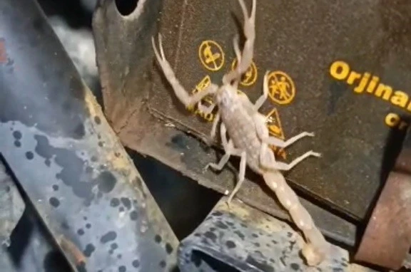 Motosikletin motorundan akrep çıktı 