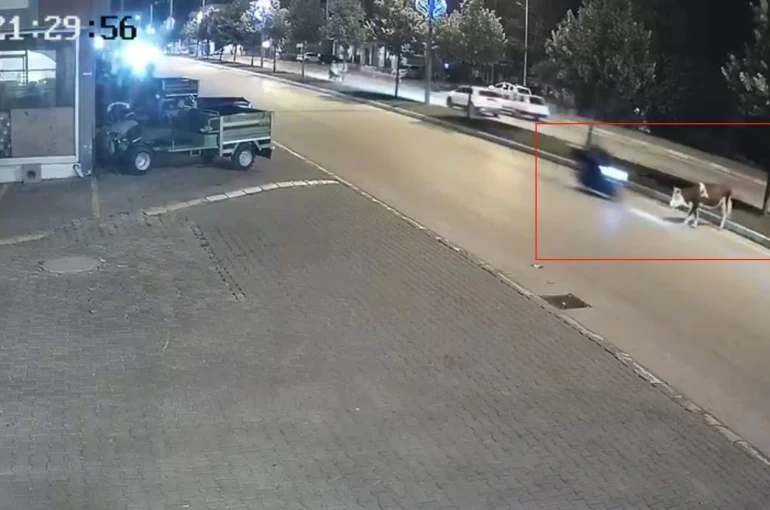 Motosikletle büyükbaş hayvana çarptı 
