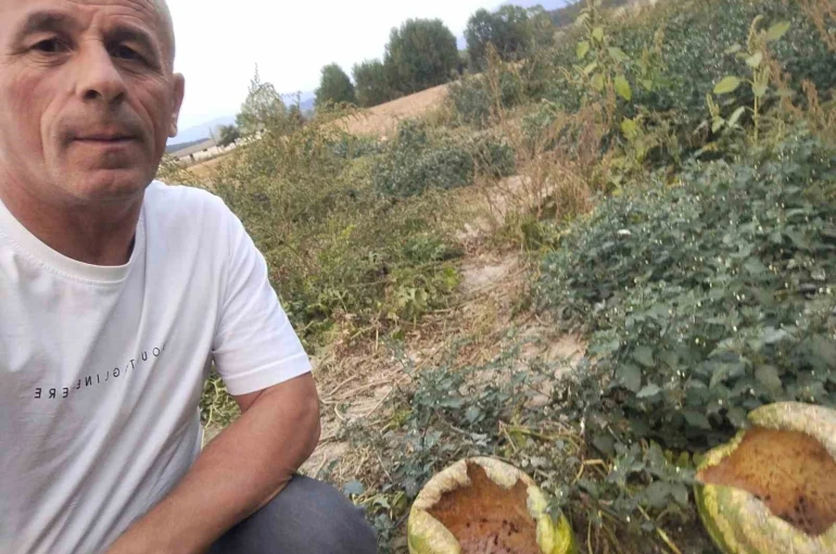 Mudurnu’da kargalar 80 karpuzu delik deşik etti 