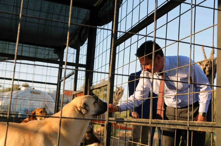 Muğla Büyükşehir 4 bin 34 can dostu sahiplendirdi