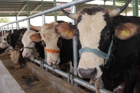 Muğla’da 11 mahalle karantinaya alındı 