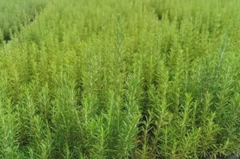 Muğla’da atıl araziler biberiye ile canlanıyor 