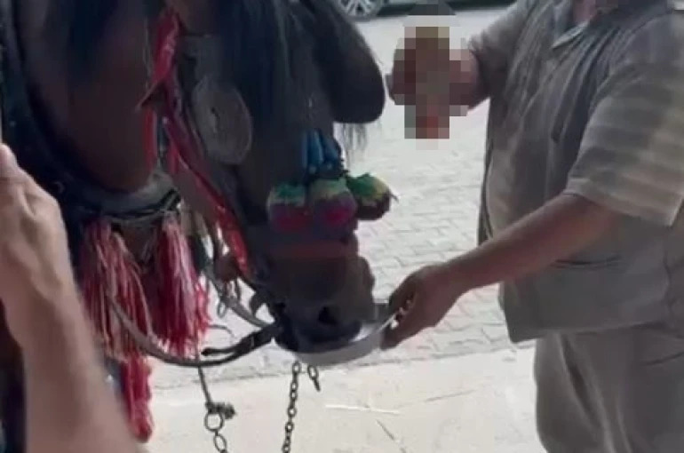 Muğla’da "Bu kadarı olmaz" dedirten görüntüler: Fayton çeken ata alkol içirdiler 