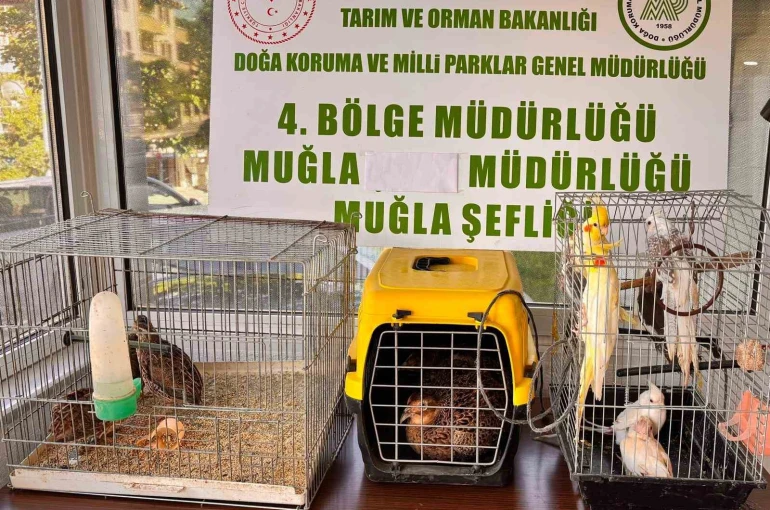 Muğla’da CİMER’e yapılan şikayet, kaçak hayvan ticaretini ele verdi 
