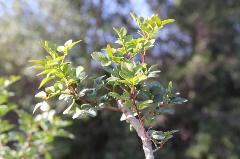 Muğla’da sakız üretimi güçleniyor, bin 500 aşılı fidan üreticiyle buluşuyor 