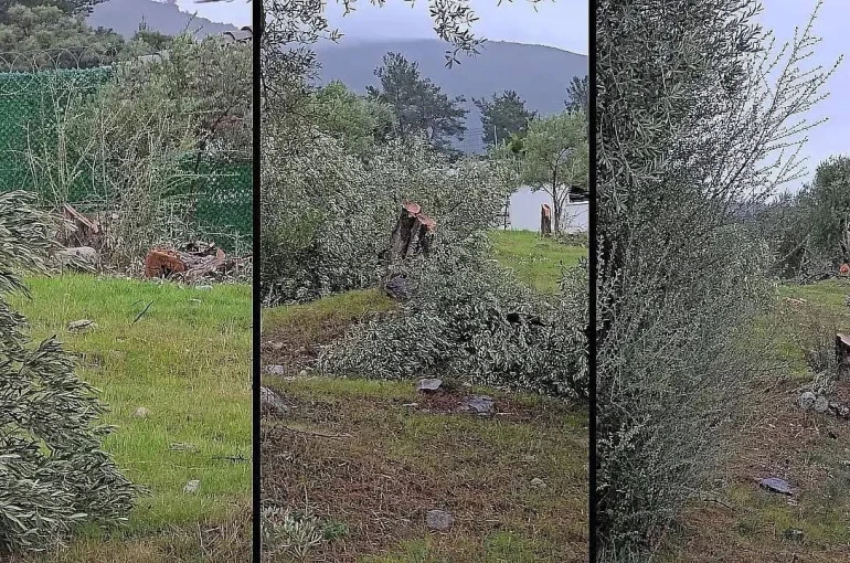 Muğla’da "zeytin kesim" tartışmasına, valilik soruşturma başlattı 