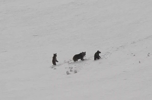 Munzur Dağları’nda anne ayı ve yavruları kamerada 
