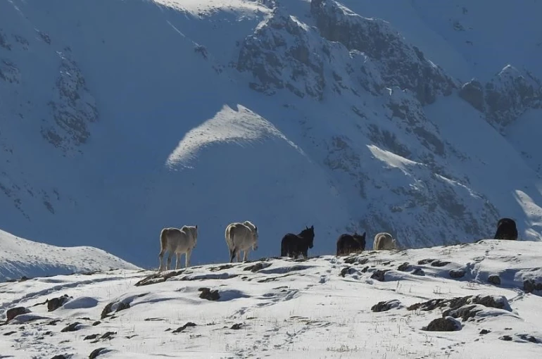 Munzur Dağları’nda doğanın özgür atları 