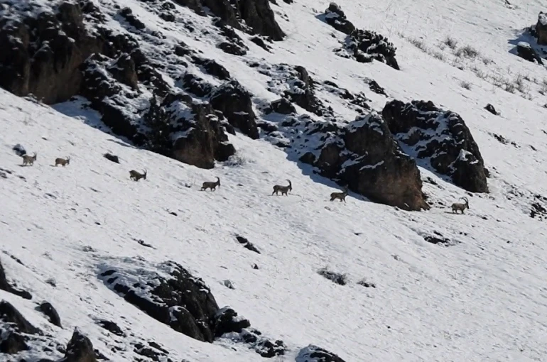 Munzur Dağları’nda yaban keçileri karlı zirvelerde görüntülendi 