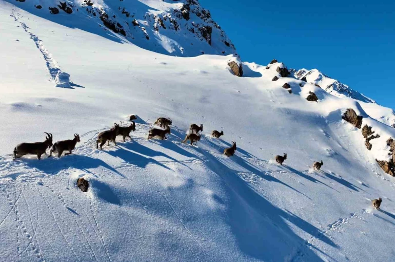Munzur Dağları’nda yaban keçilerinin göçü havadan görüntülendi 