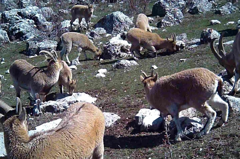 Munzur’un sessiz misafirleri fotokapana takıldı 