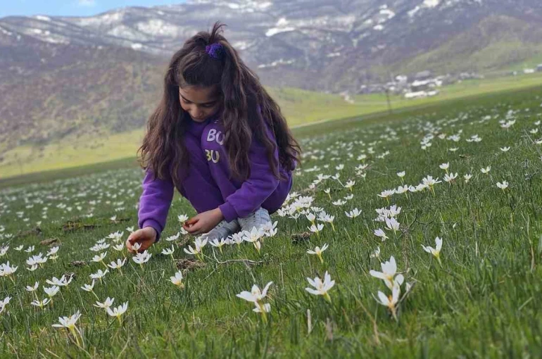 Muş Ovası çiğdemlerle renklendi 