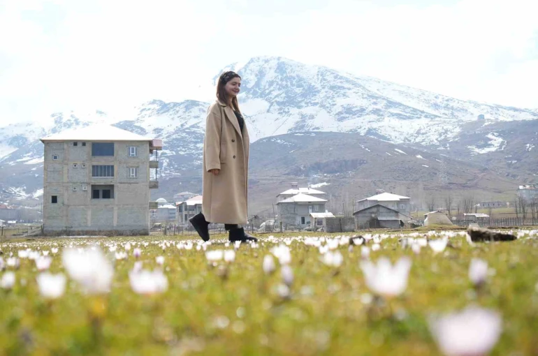 Muş Ovası’nda baharın habercisi çiğdemler açtı