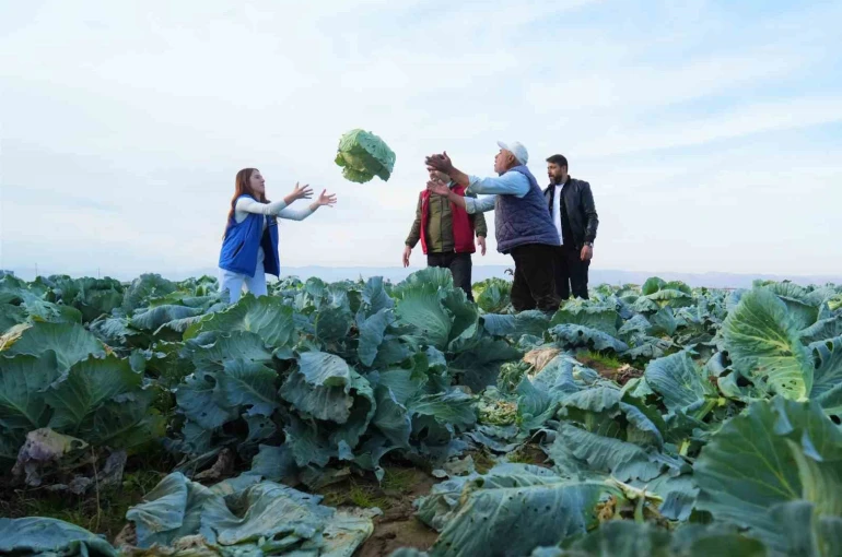 Muş Ovası’nda gönüllü gençlerden çiftçilere hasat desteği 