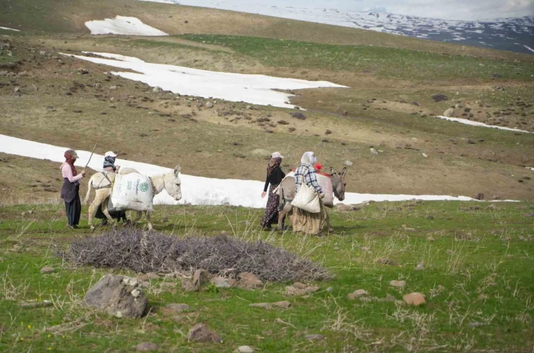 Muş’ta çiriş otu köylülerin geçim kaynağı oldu 