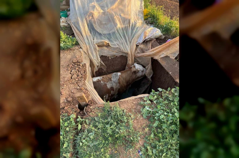 Muş’ta foseptik çukuruna düşen ineği itfaiye ekipleri kurtardı 