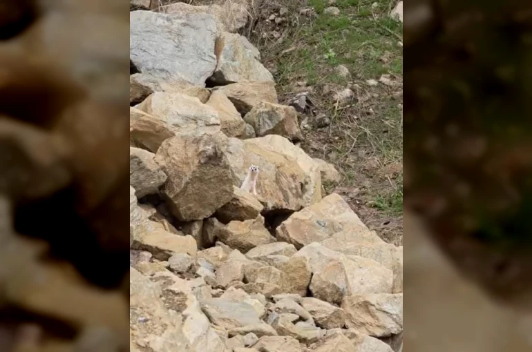 Muş’ta nadir görülen beyaz sansar görüntülendi 