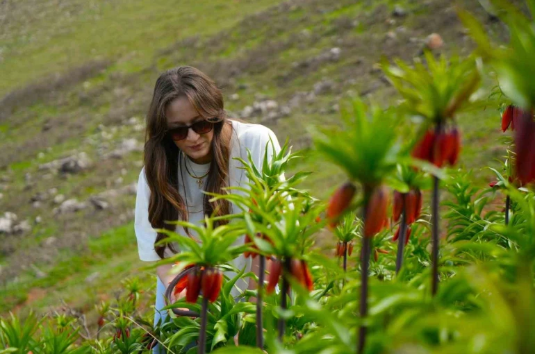 Muş’ta ters laleler açtı 