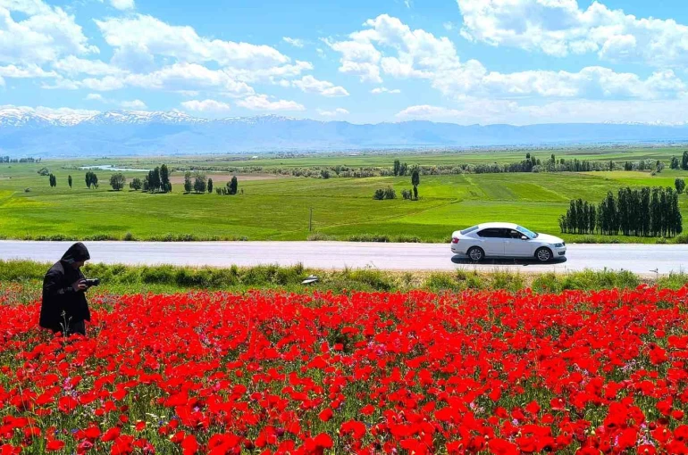 Muş’taki doğal gelincik tarlası vatandaşların ilgi odağı oldu