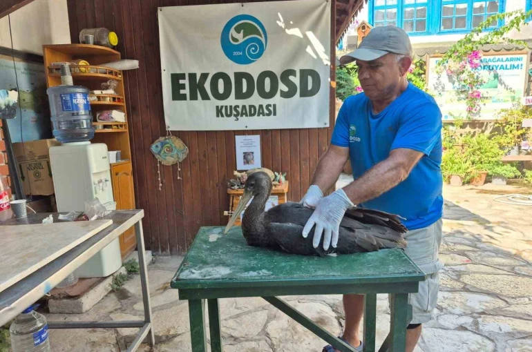 Nadir görülen karaleylek Sazlı’da yaralı halde bulundu
