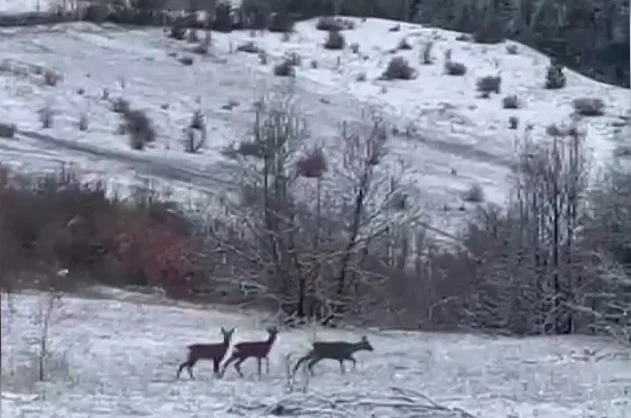Nadir misafirler kar altında görüntülendi: Refahiye’de kızıl geyik heyecanı 