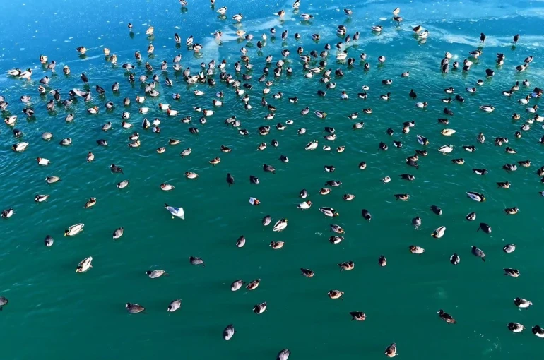 Nazik Gölü’nde ördekler görsel şölen oluşturdu 