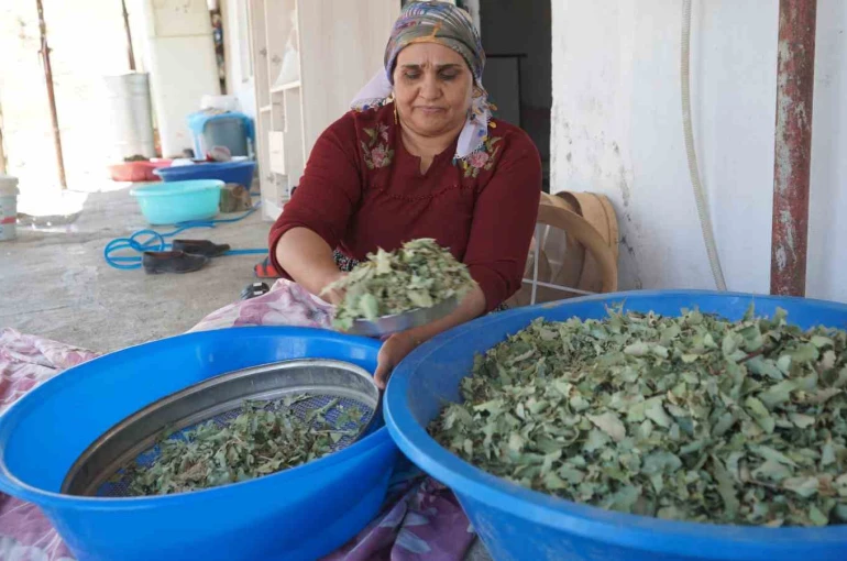 Nesillerin ikinci kez tanıklık ettiği ’kudret helvası’ bolluğu yöre halkını sevince boğdu: "Bu Allah’ın nimeti, Mezopotamya’nın eşsiz hazinesi" 