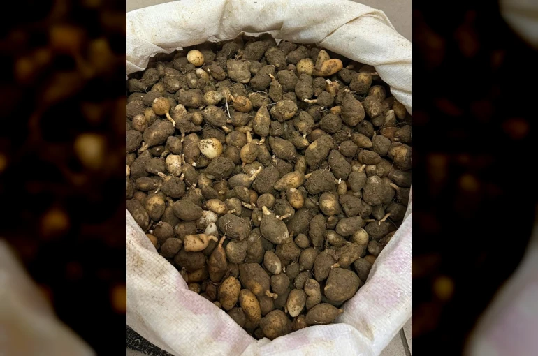 Nesli tehlike altındaki bitkinin yumrularını söken kişiye yarım milyonluk ceza 