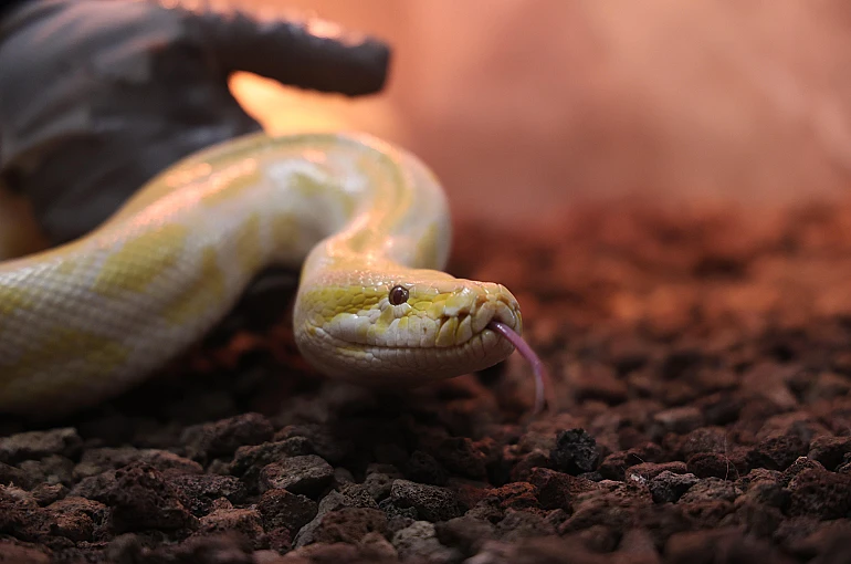 Nesli tehlike altındaki piton koruma altına alındı