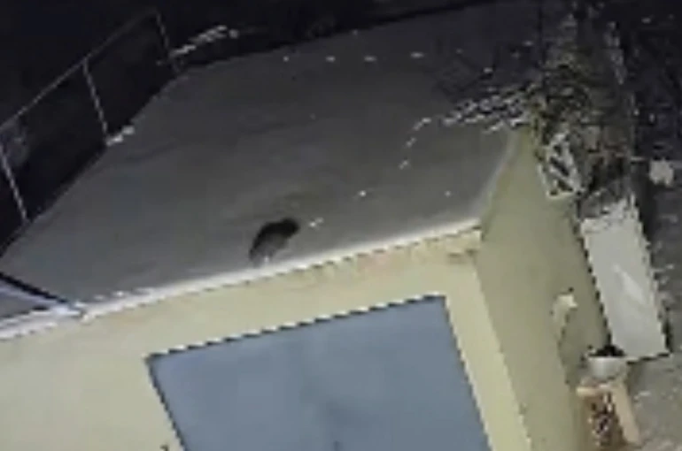 Nesli tükenme tehlikesi altında olan sansar görüntülendi 