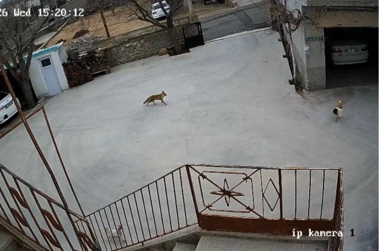 Nevşehir’de aç kalan tilki tavuklara saldırdı 