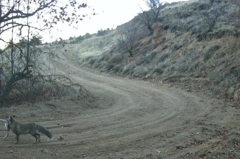 Nevşehir’de yaban hayatı fotokapan ile görüntülendi 