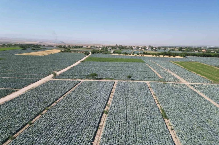 Niğde’de lahana tarlalarında pestisit denetimi yapıldı 