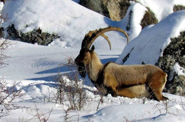 Niğde’de yaban keçisi sayısı artış gösterdi 