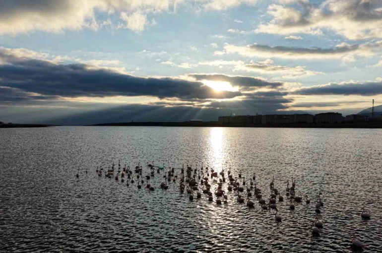 Niğde’deki Akkaya Barajı’nda flamingo şöleni başladı 