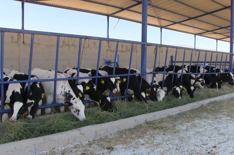 Niğde’nin Kiledere beldesi şap hastalığı nedeniyle karantinaya alındı 
