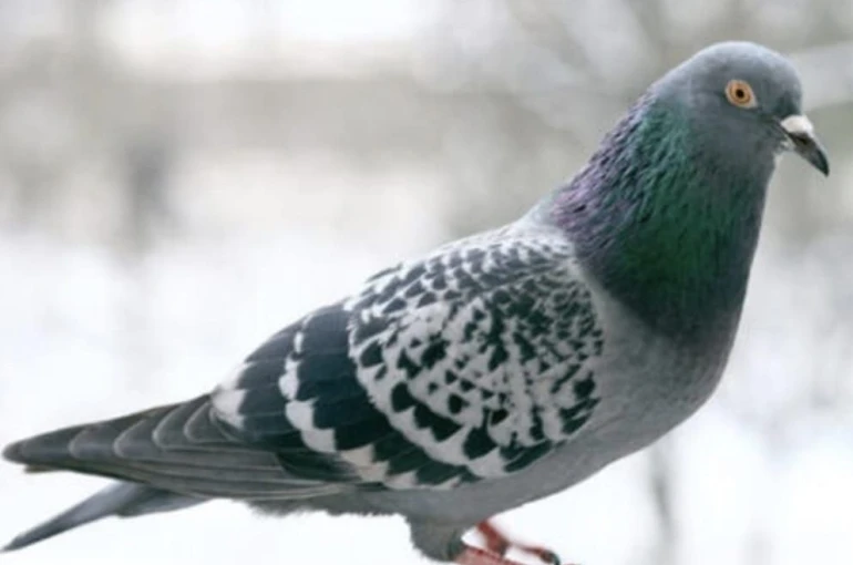 O anlar kamerada: Kasklı şüpheli damdaki kuşları çaldı 